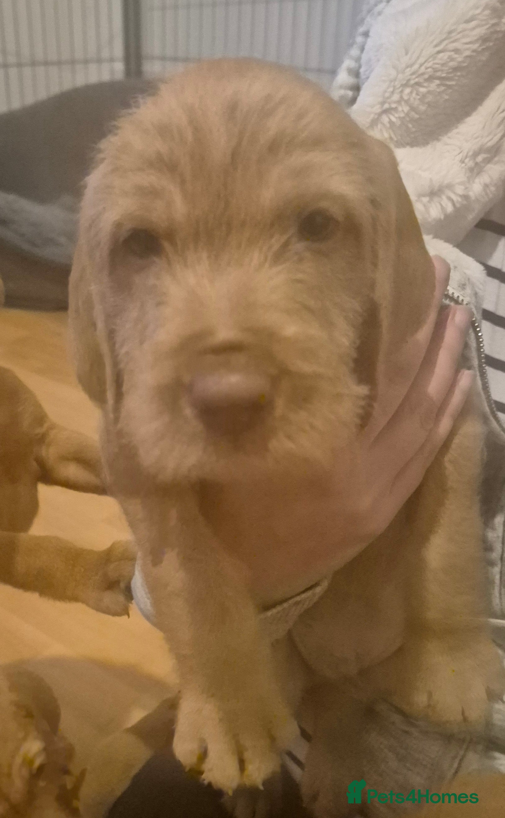 Hungarian Vizsla dogs Wirehaired Hungarian Visla puppies   - Advert 3