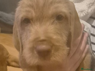 Hungarian Vizsla dogs Wirehaired Hungarian Visla puppies - Advert 5