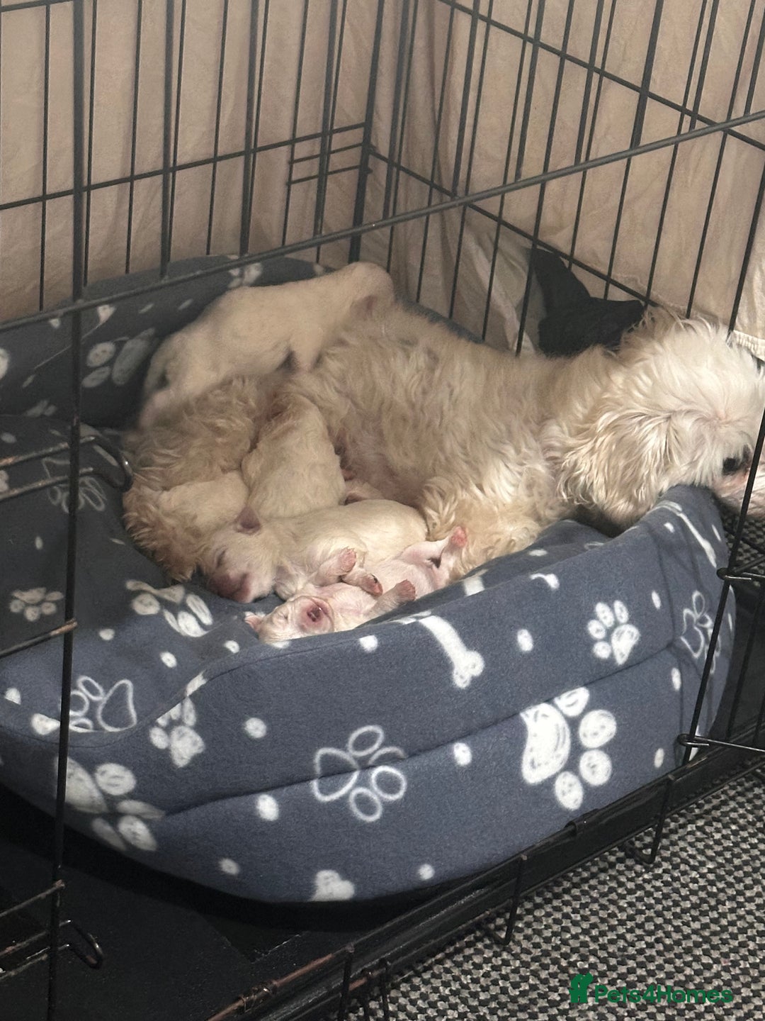 Bichon Frise dogs for sale: Bichon frise Puppy 🐶💎💎 - Image 7