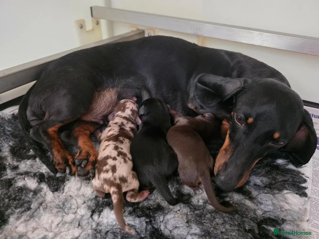Miniature Dachshund dogs for sale: kc reg, pra clear daxi pups. 5* licensed breeder  - Advert 1
