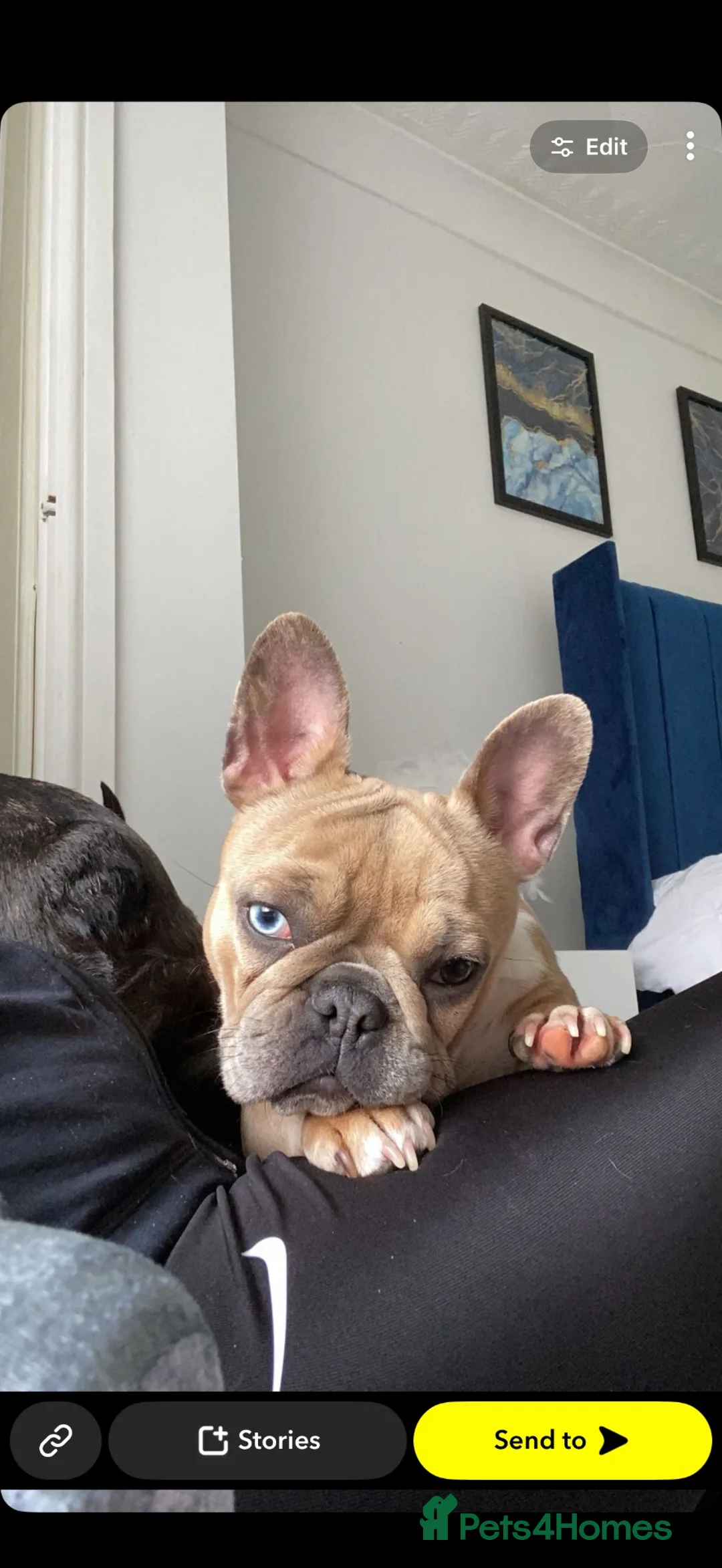 French Bulldog dogs for sale: French bulldogs rehoming in Abergavenny - Advert 4