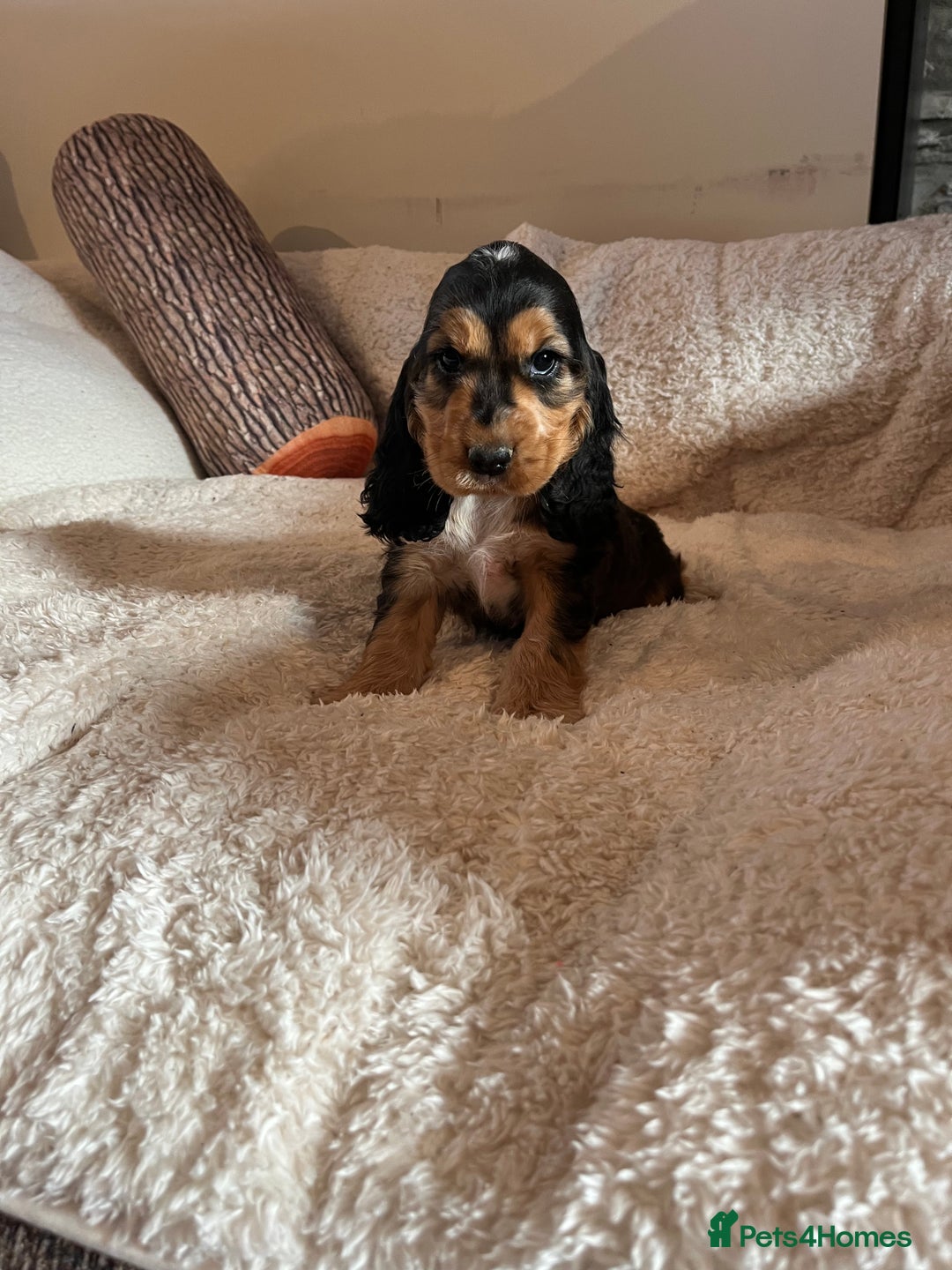 Cocker Spaniel dogs for sale: Health tested KC reg low co eff show type cockers - Advert 3