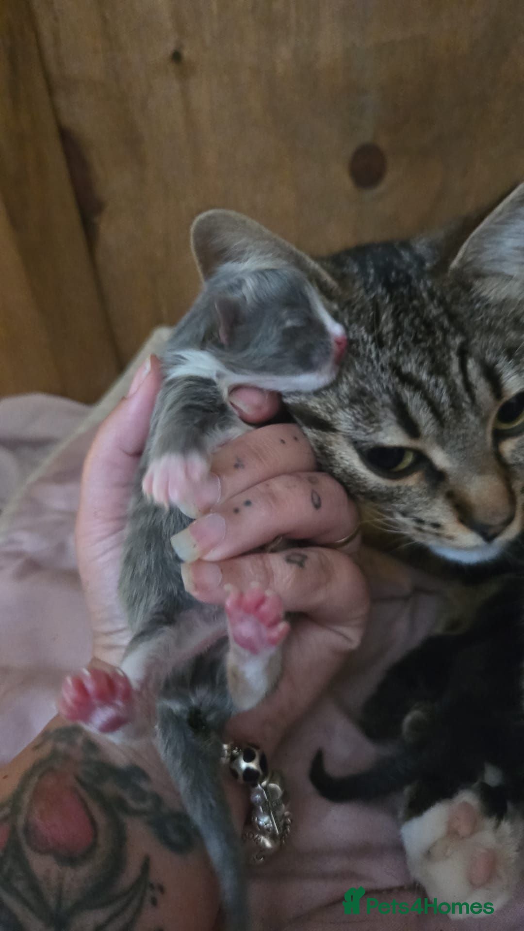 Mixed Breed cats Bengal cross - Advert 1