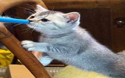 British Shorthair cats for sale: Beautiful silver black tipped girl 💕 - Image 18