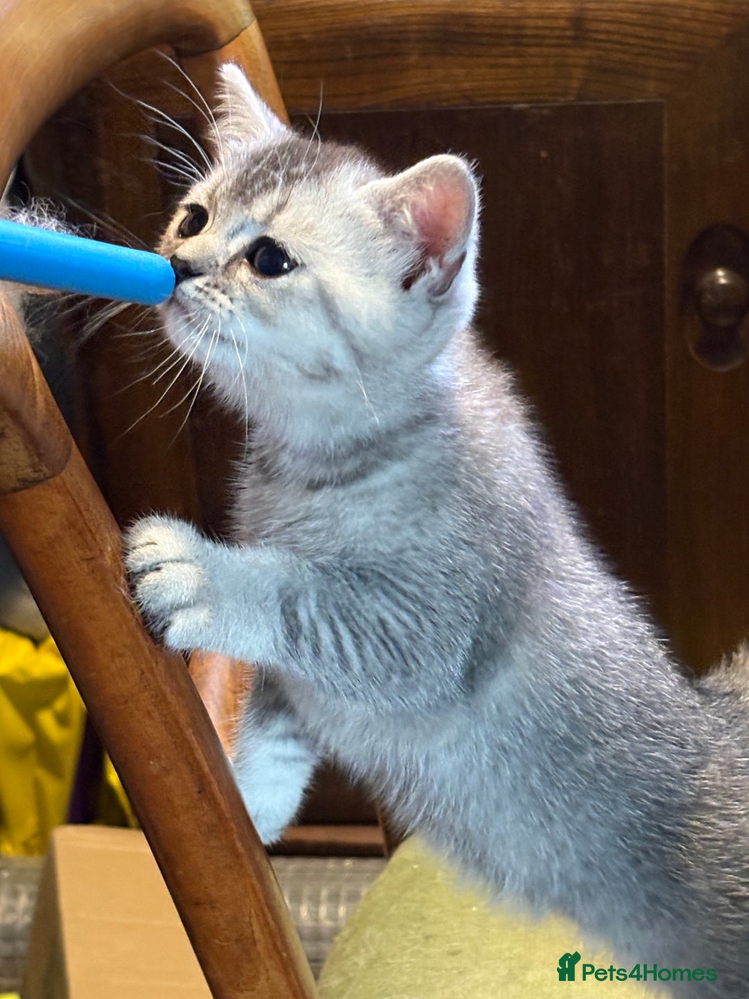 British Shorthair cats for sale: Beautiful silver black tipped girl 💕 - Image 18