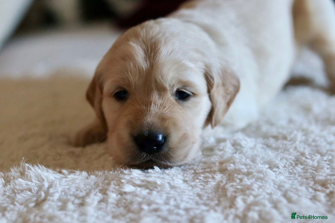 Golden Retriever dogs for sale: Beautiful KC Registered Golden Retriever puppies - Advert 3