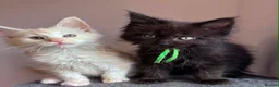 Maine Coon cats for sale: ✨ Maine Coon Kittens – Ready Now💥 in Leeds - Advert 8
