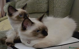 Maine Coon cats for sale: Maine Coon /Ragdoll Cross - Image 15