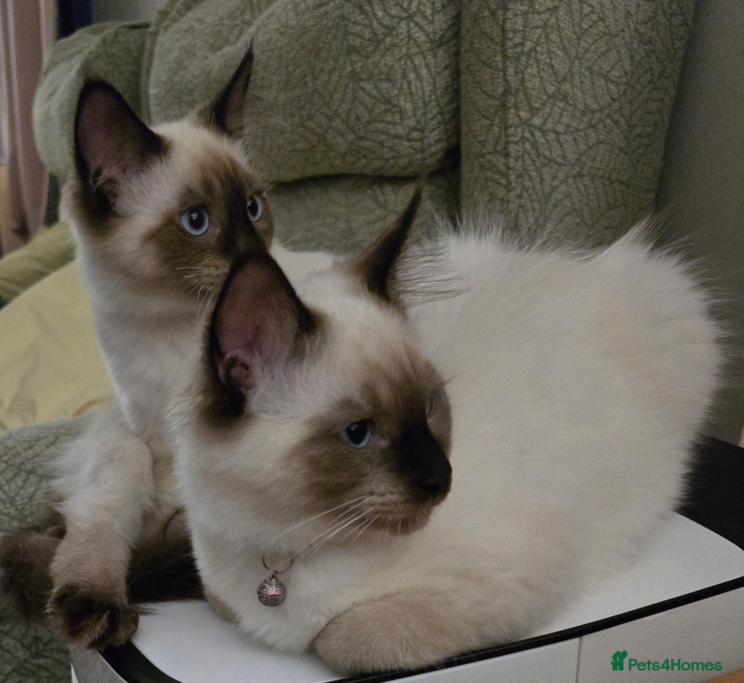 Maine Coon cats for sale: Maine Coon /Ragdoll Cross - Image 15