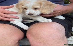 Cocker Spaniel dogs for sale: Cocker Spaniels, working type, KC reg, DNA clear - Image 17