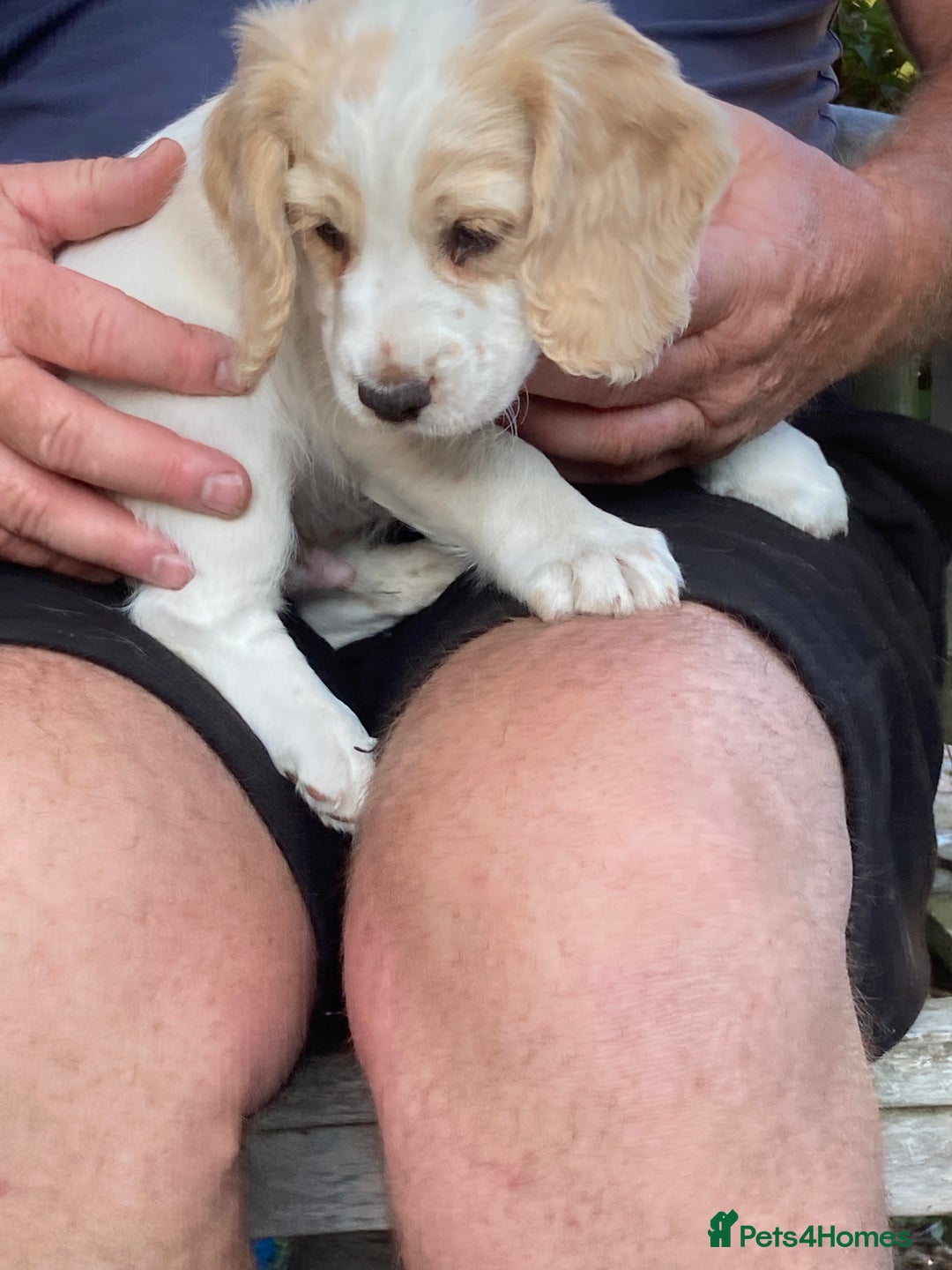 Cocker Spaniel dogs for sale: Cocker Spaniels, working type, KC reg, DNA clear - Image 17