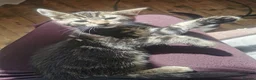 Mixed Breed cats for sale: 5 Beautiful Kittens need loving home - Advert 17