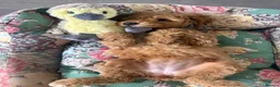 Mini Goldendoodle dogs for sale: S2027 LIST ! AUSTRALIAN DOODLES HEALTH TESTED🐾  - Advert 2