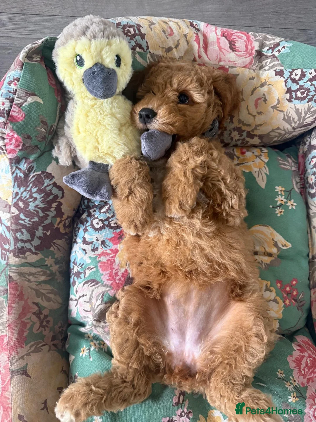 Mini Goldendoodle dogs for sale: S2027 LIST ! AUSTRALIAN DOODLES HEALTH TESTED🐾  - Advert 2