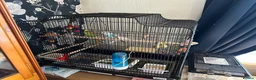 Budgerigars birds for sale: 2 budgies   - Advert 3
