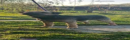 Border Terrier dogs for sale: Lovely border terrier  - Advert 5