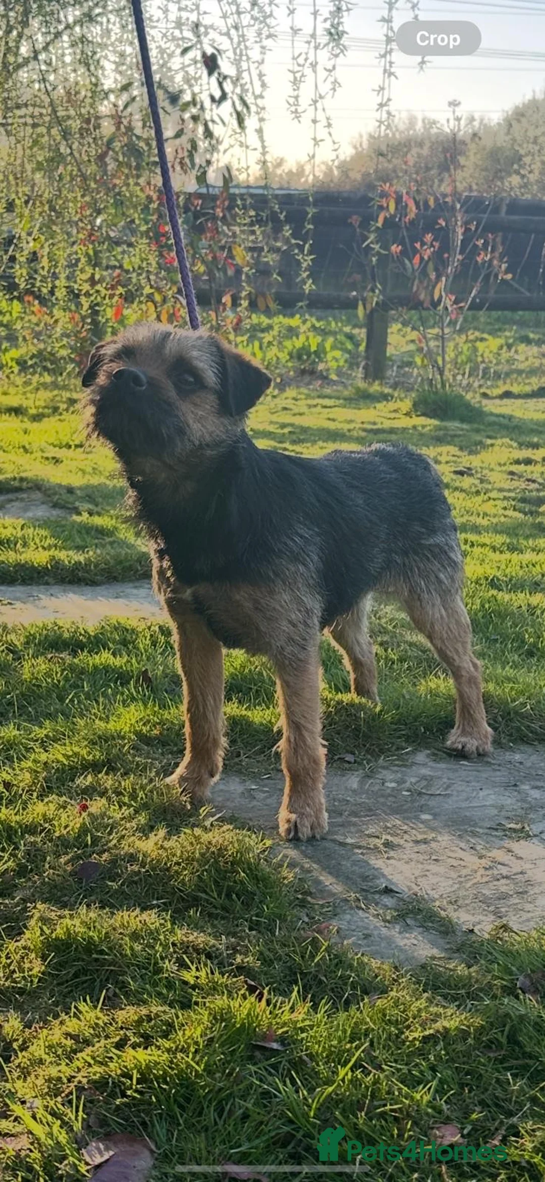 Border Terrier dogs for sale: Lovely border terrier  - Advert 5