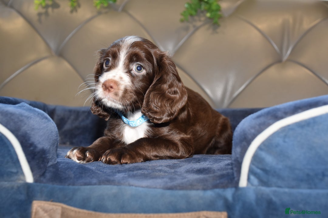 Cocker Spaniel dogs for sale: Kc Reg Health Tested Cocker Spaniel Puppies - Advert 36