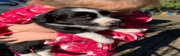 Sprollie dogs for sale: Sprollie puppies for sale in Scotland in Lanark - Advert 13