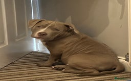American Bully dogs for sale: Pocket bully 2 years old  - Image 12