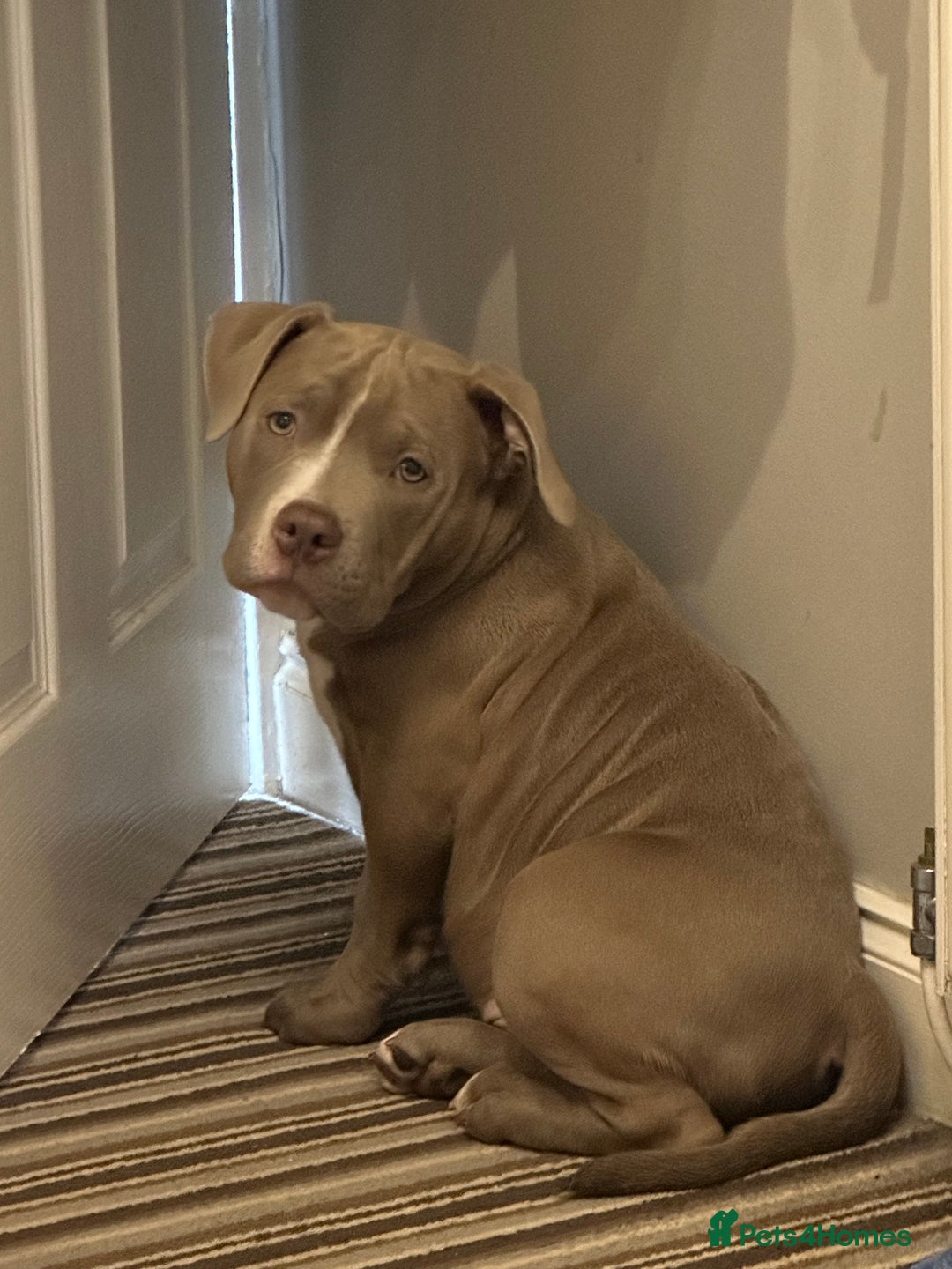 American Bully dogs for sale: Pocket bully 2 years old  - Image 12