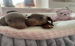 Miniature Dachshund dogs for sale: Miniature Dachshund  - Image 23