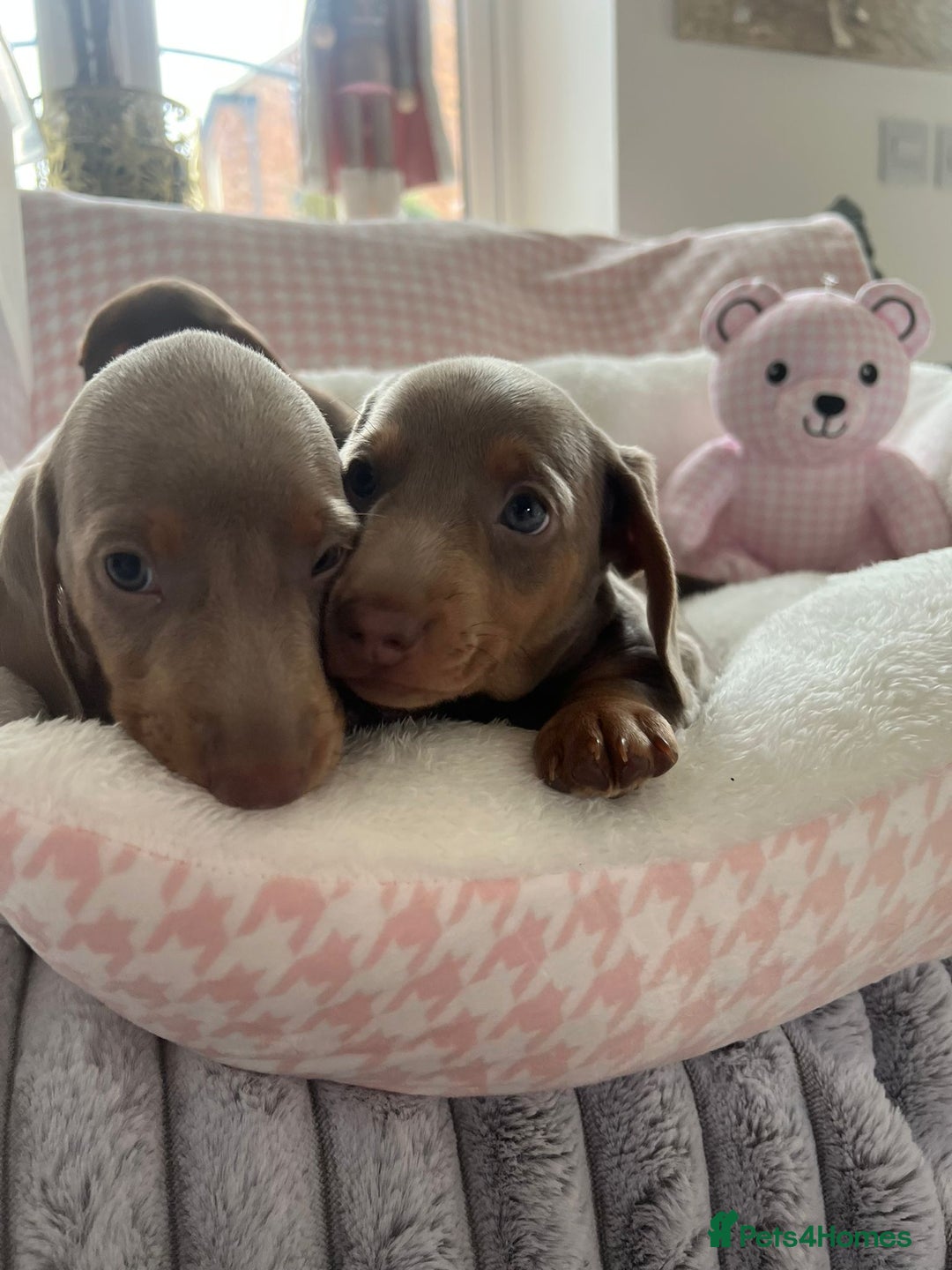 Miniature Dachshund dogs for sale: Miniature Dachshund  - Image 23