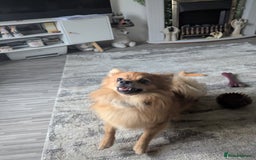 Pomchi dogs for sale: Pomchi  - Image 7