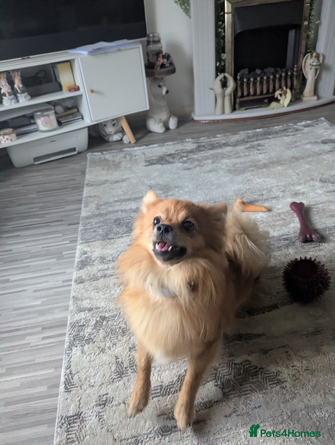 Pomchi dogs for sale: Pomchi  - Image 7