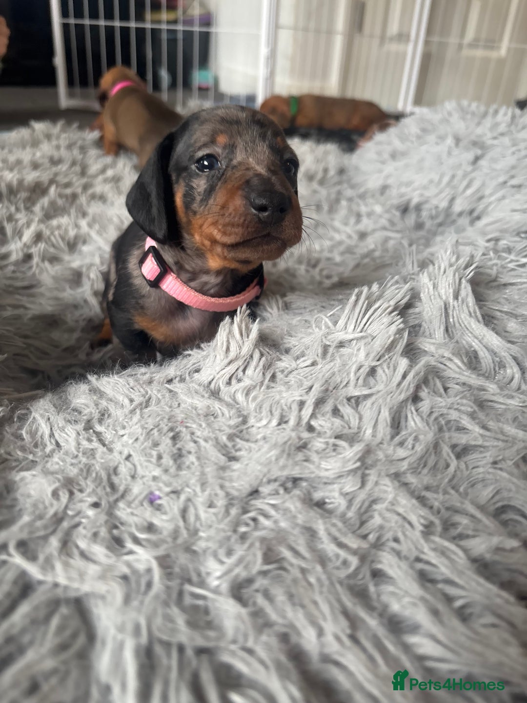 Dachshund dogs for sale: Beautiful dachshund puppies  - Image 17