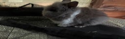 Lionhead rabbits for sale: 3 stunning lionhead babies  - Advert 3