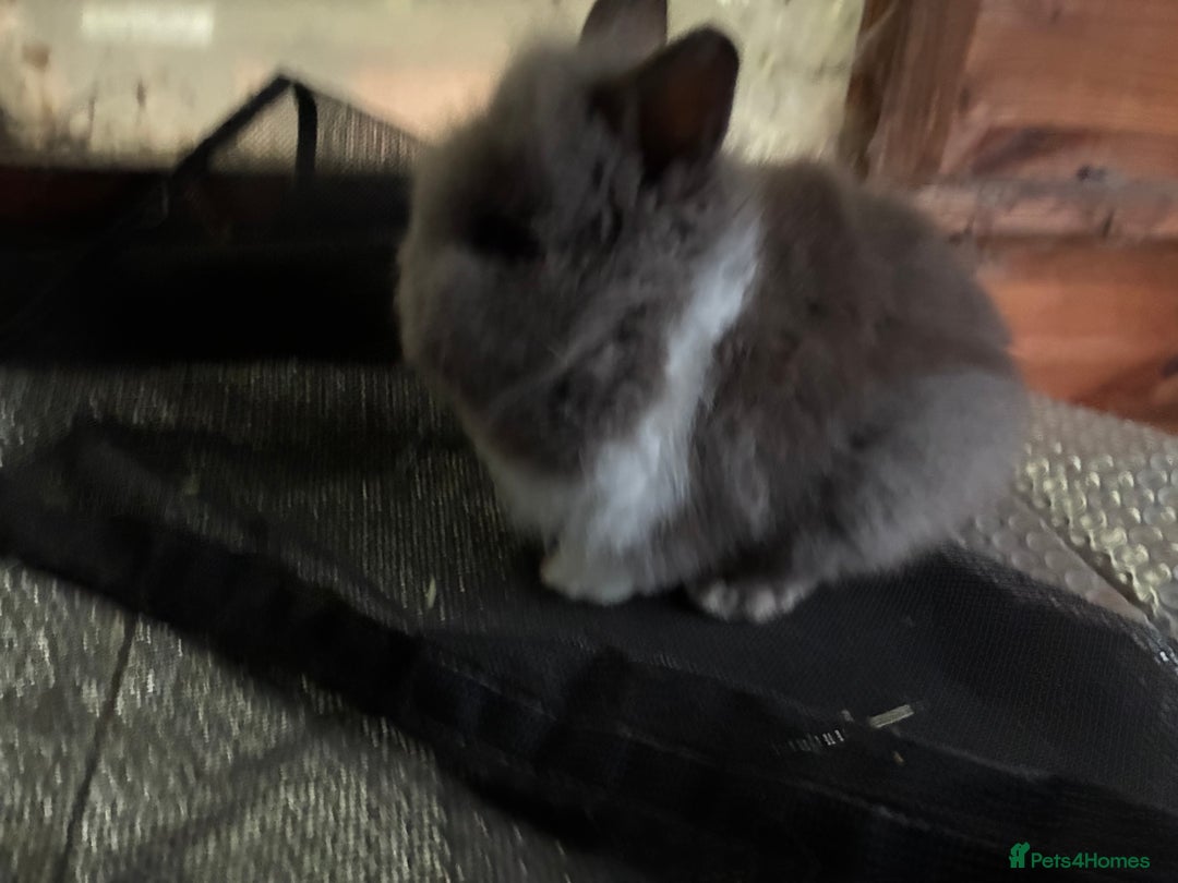 Lionhead rabbits for sale: 3 stunning lionhead babies  - Advert 3