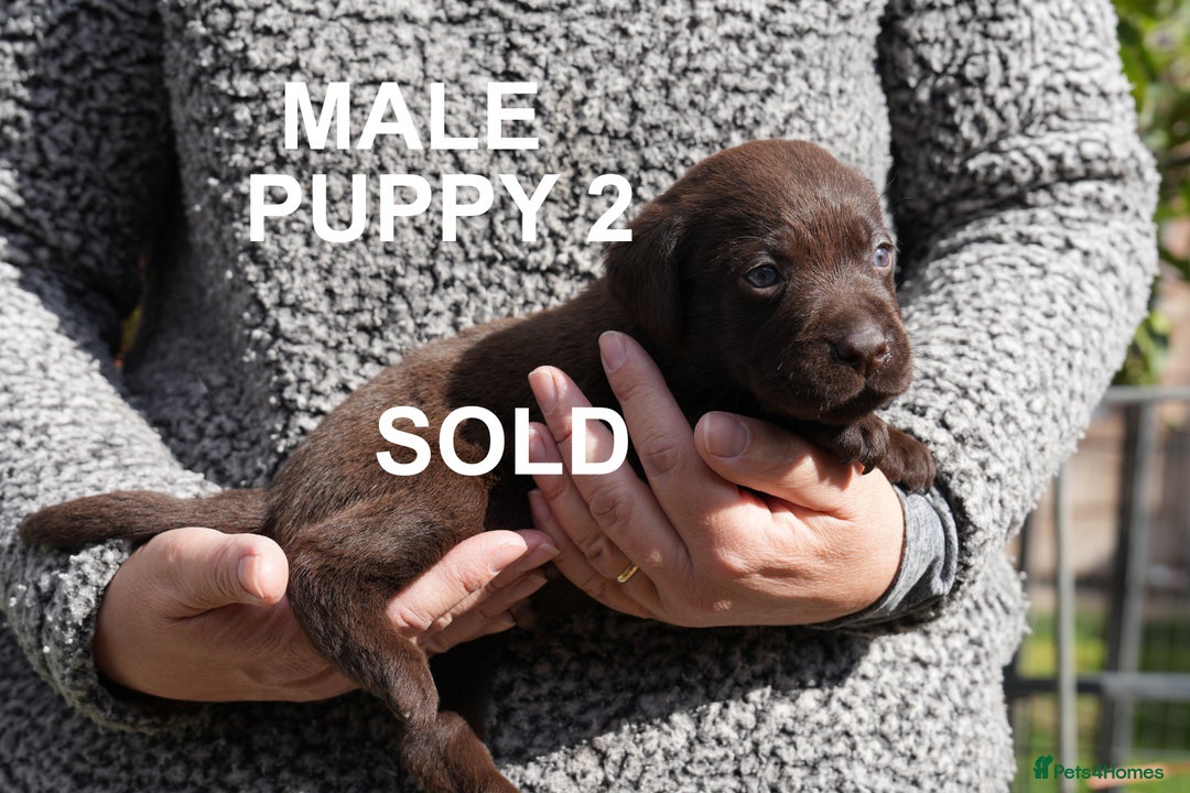 Labrador Retriever dogs for sale: Labrador retrievers chocolate and black KC reg - Image 4