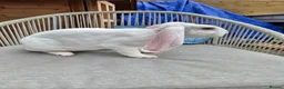 Mixed Breed rabbits for sale: Breeding Trio of Rare Velveteen lops - Advert 7