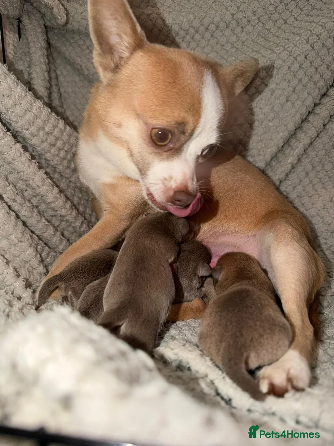 Chihuahua dogs for sale: Rare blue lilac miniature chihuahua  - Advert 5
