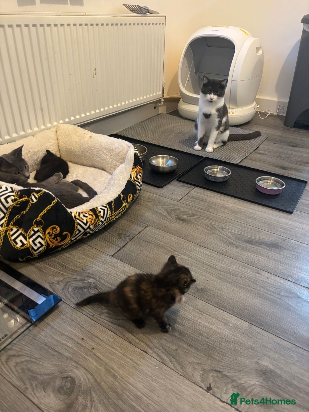 Mixed Breed cats for sale: Mix breed male kitten ❤️ - Image 1