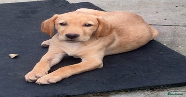 Labrador Retriever dogs - Advert 1
