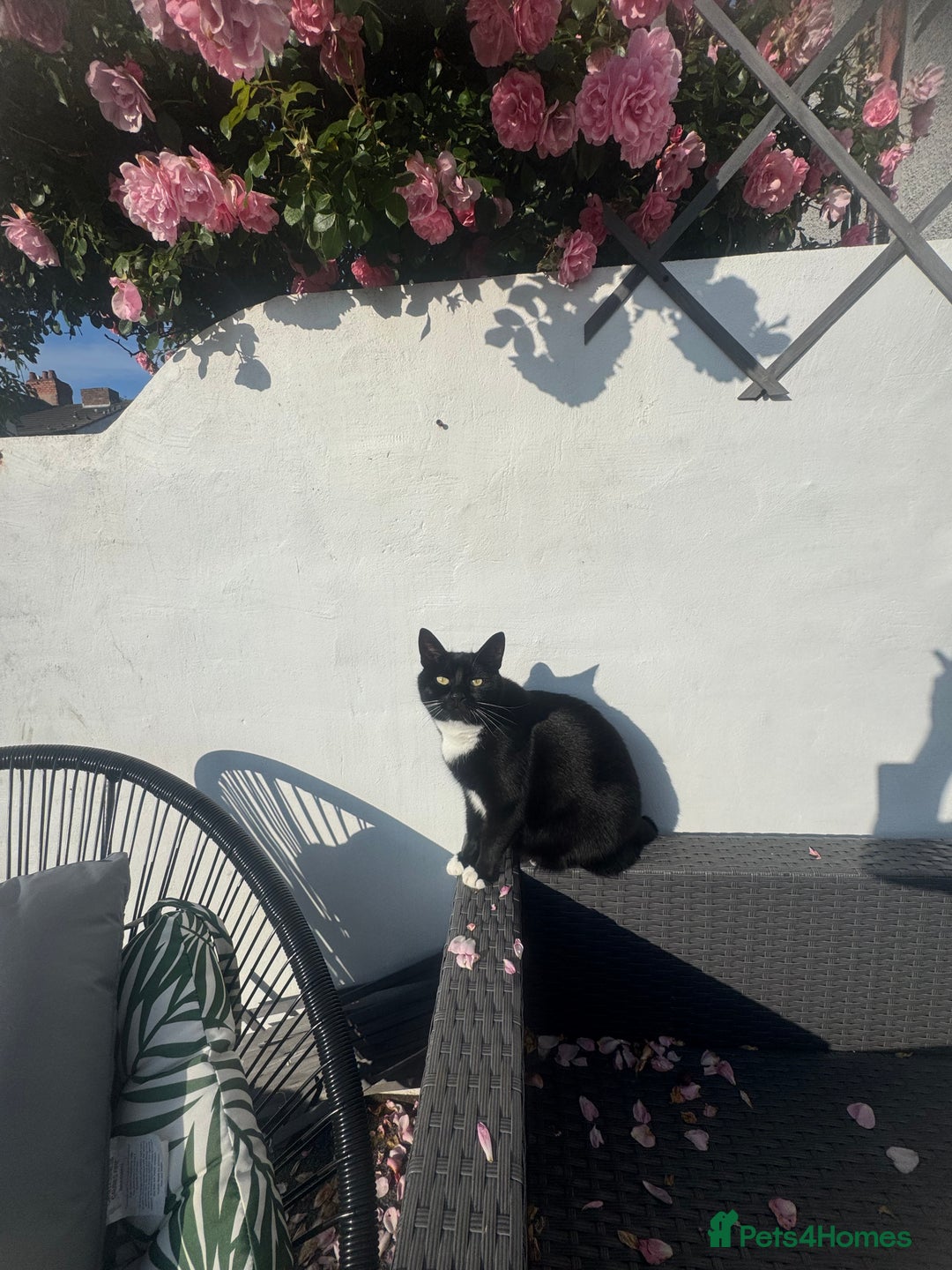 Domestic Shorthair cats for sale: Cat for adoption - Image 3