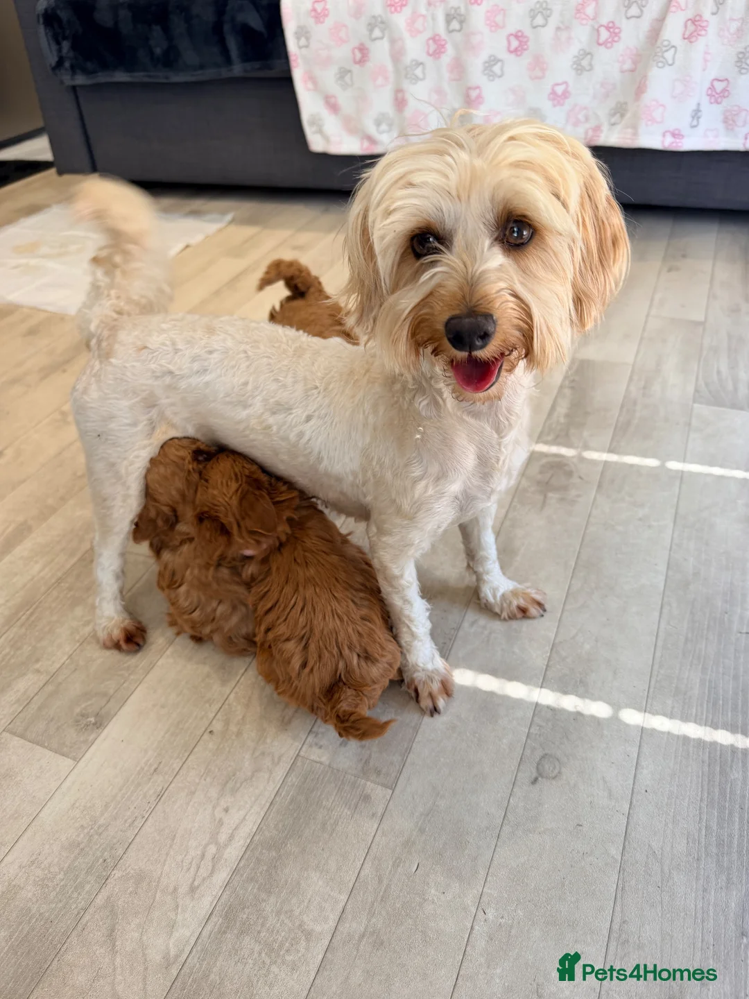 Maltipoo dogs for sale: BEAUTIFUL LICENSED-BRED MALTIPOOS READY SOON 💖 - Advert 24