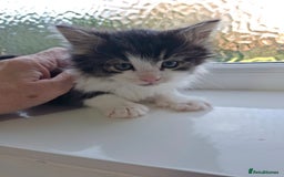 Maine Coon cats for sale: Beautiful Part Maine Coon Male Kitten - Image 15