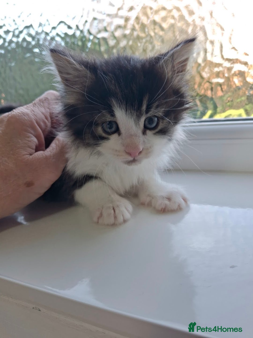 Maine Coon cats for sale: Beautiful Part Maine Coon Male Kitten - Image 15