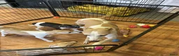 Whippet dogs for sale: Whippet in Doncaster - Advert 1
