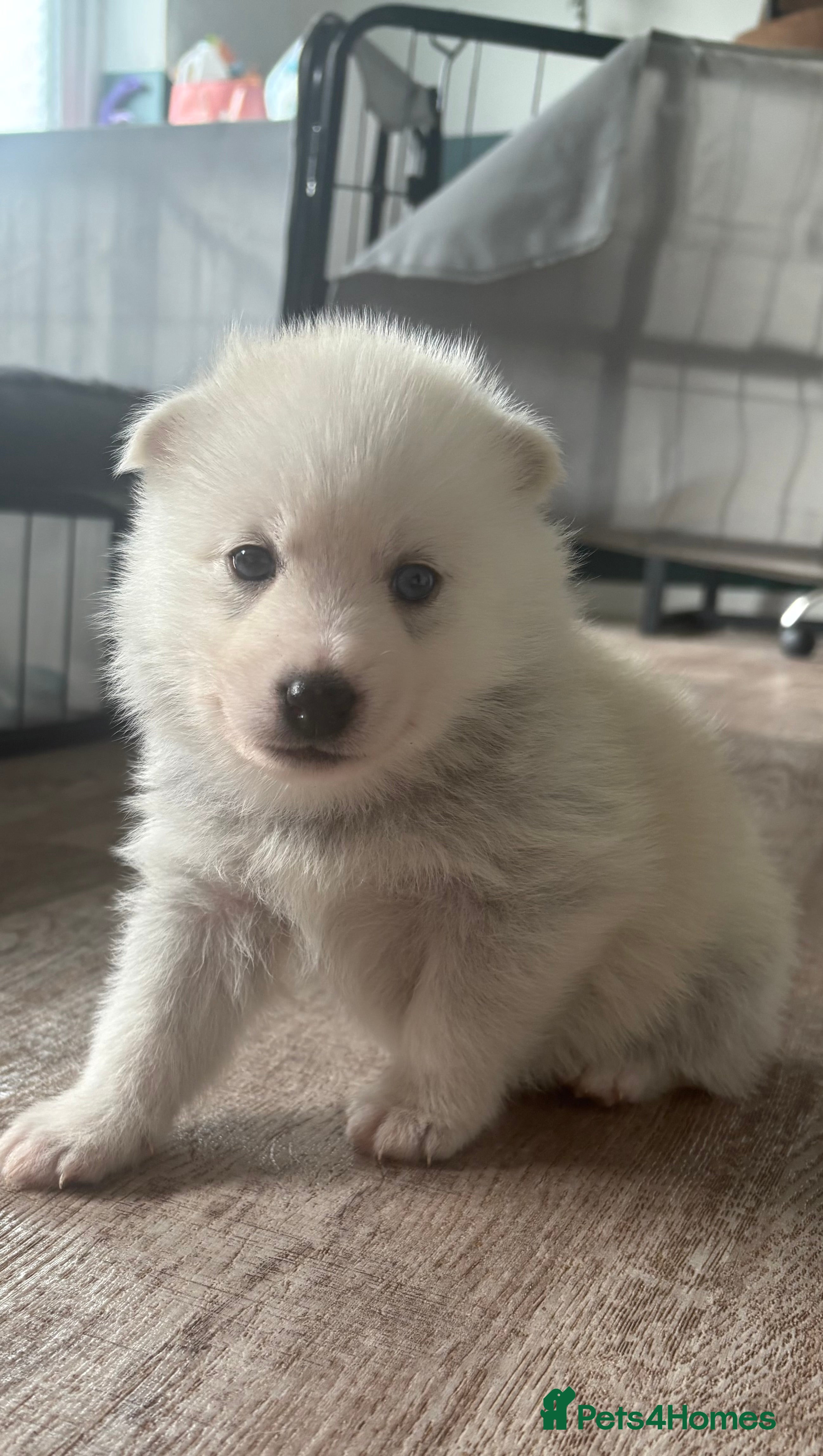 Pomsky dogs F2 Pomsky puppies  - Advert 1