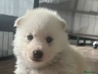 Pomsky dogs F2 Pomsky puppies - Advert 12