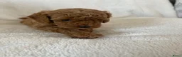 Maltipoo dogs for sale: Beautiful F1b Toy Maltipoo Puppies For Sale - Advert 23