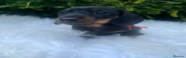 Miniature Dachshund 3