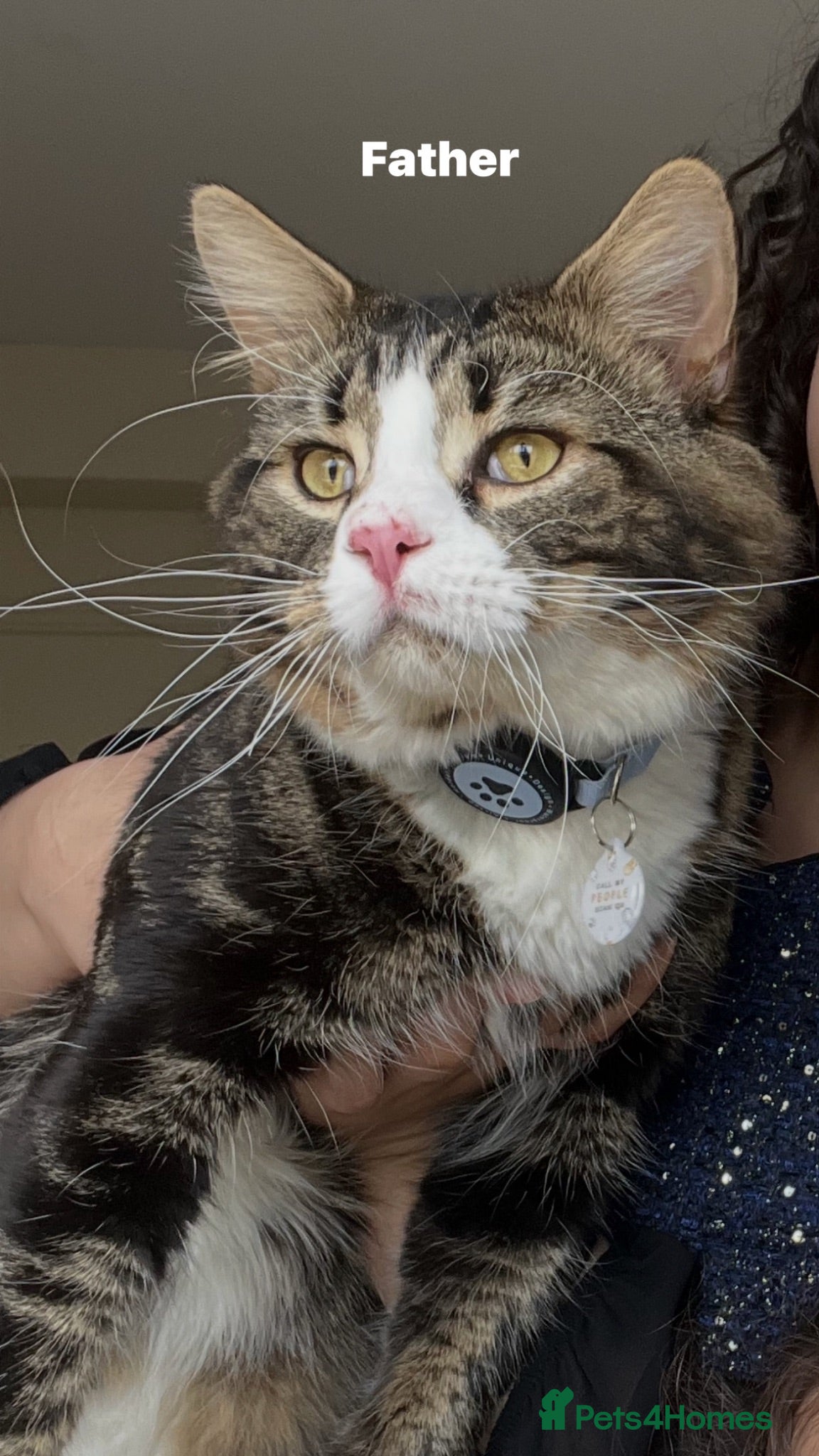 Siberian cats Adorable Kittens Looking for Their Forever Homes! - Advert 2