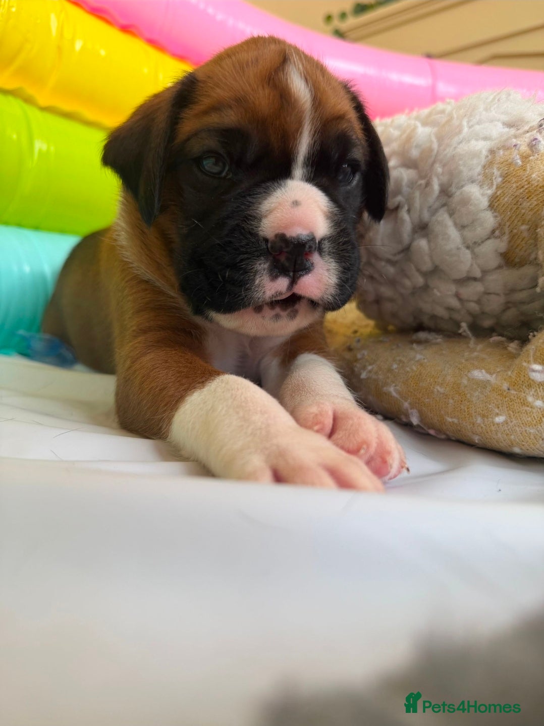 Boxer dogs for sale: 🐾✨ Stunning KC Registered Boxer Puppies ✨🐾 - Advert 6