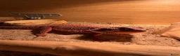 Bearded Dragon reptiles for sale: Red monster bearded dragon with full setup  in Macclesfield - Advert 4