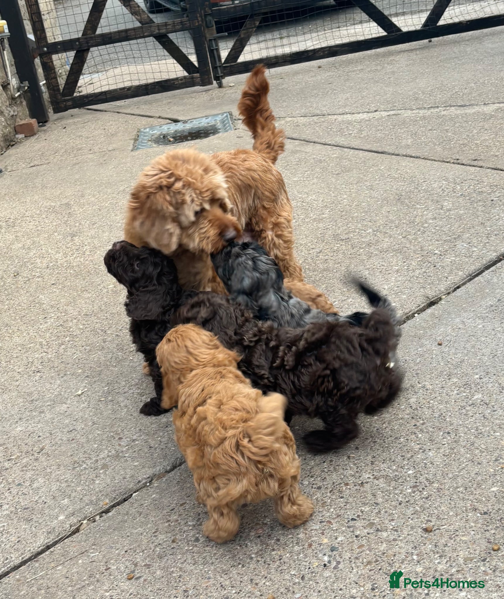 Cockapoo dogs for sale: My cockerpoo puppies - Advert 1